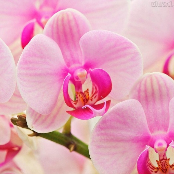 Meet your Posher, Yanira - Picture 1 of 1